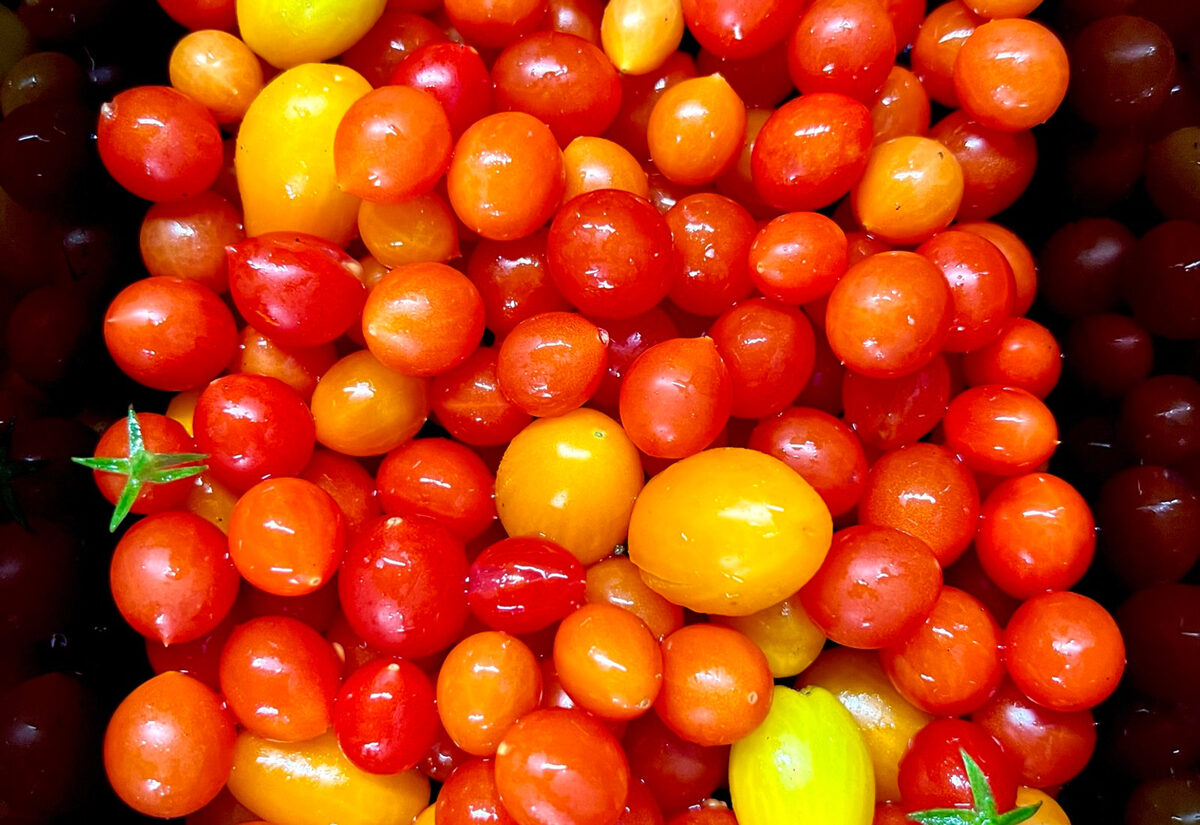 Tomaten in alle kleuren van lokale kwekers