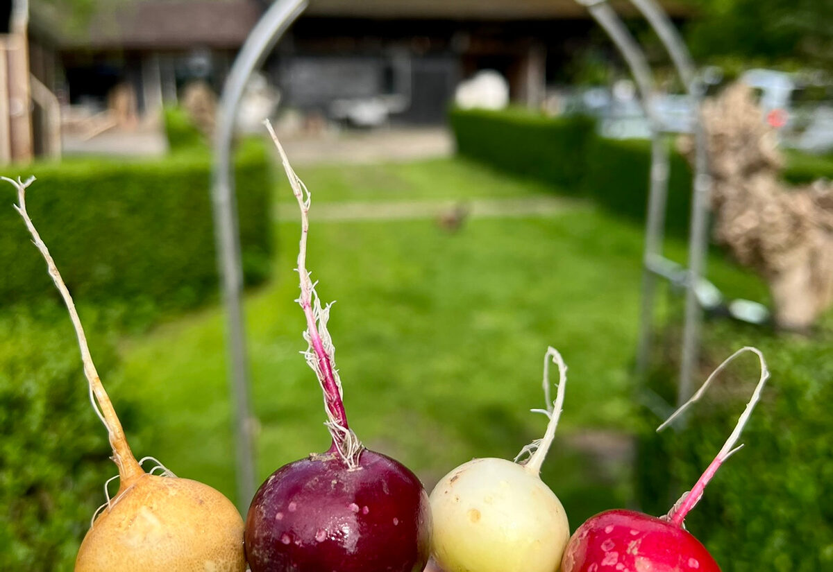 Radijs uit de moestuin bij het restaurant